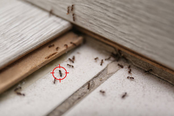Best Flea Control Services  in Crooksville, OH